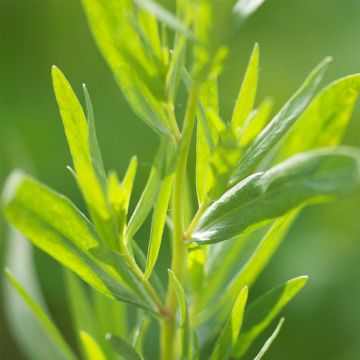 Artemisia redowski dracunculoides Bio - Ferme de Sainte Marthe - Dragoncello russo