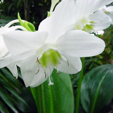 Eucharis amazonica - Giglio dell'Amazzonia