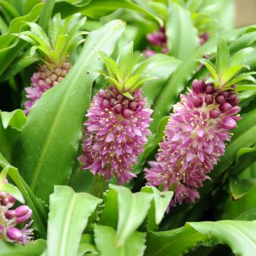 Eucomis comosa Sparkling Burgundy - Giglio di ananas