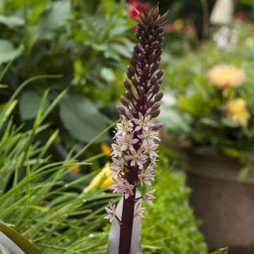 Eucomis comosa Sparkling Rosy - Giglio di ananas