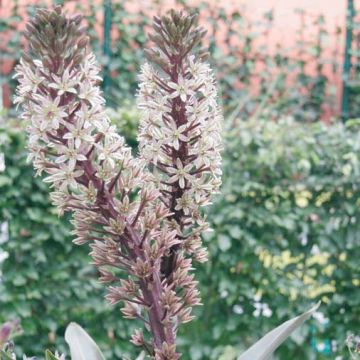 Eucomis Burgundy Wine - Giglio di ananas