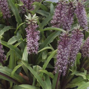 Eucomis humilis Twinkle Stars - Giglio di ananas