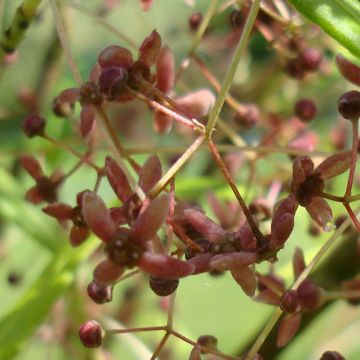 Euonymus clivicolus var. rongchuensis