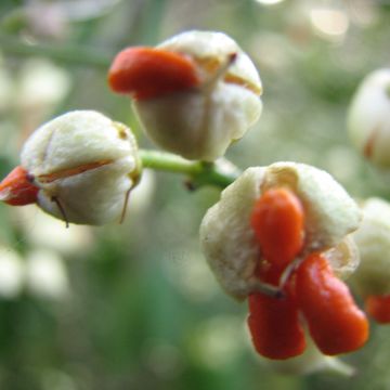 Euonymus fortunei Dart's Blanket