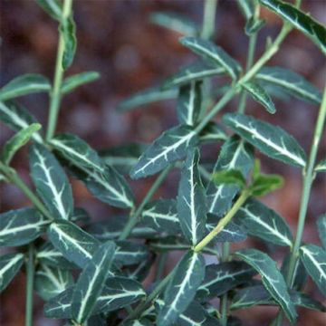 Euonymus fortunei var. radicans Wolong Ghost