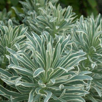 Euphorbia characias Glacier Blue