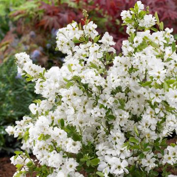 Exochorda racemosa Niagara