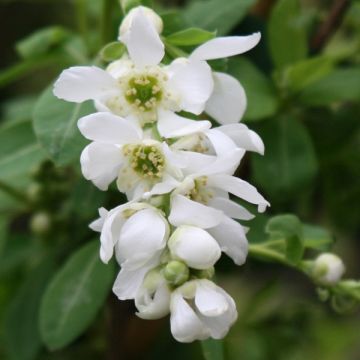 Exochorda macrantha The Bride