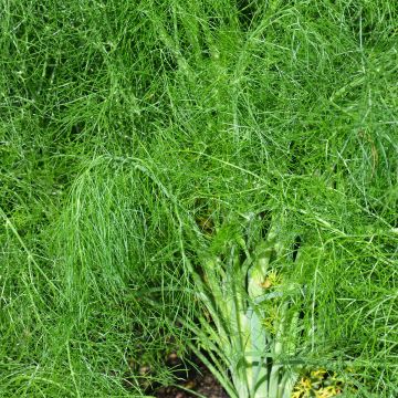 Foeniculum vulgare NT - Ferme de Sainte Marthe - Finocchio