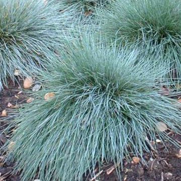 Festuca glauca Elijah Blue - Festuca blu