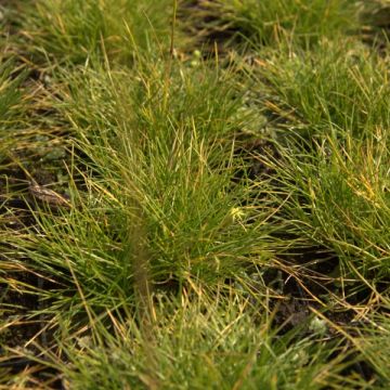 Festuca glauca Golden Toupee - Festuca blu