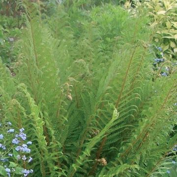 Dryopteris affinis