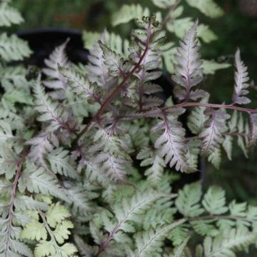 Athyrium niponicum var. pictum - Felce