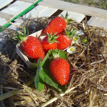 Fragola Gariguette Bio