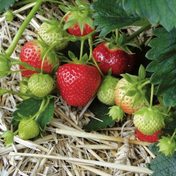 Fragola rifiorente 4 stagioni Mara des Bois Bio