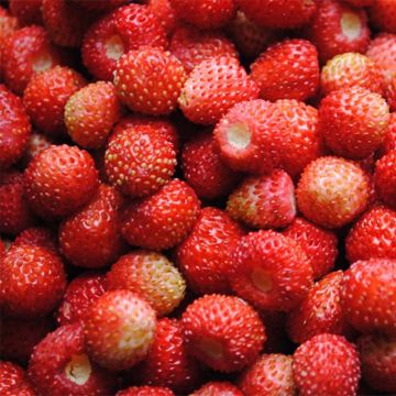 Fragola di bosco Reine des Vallées