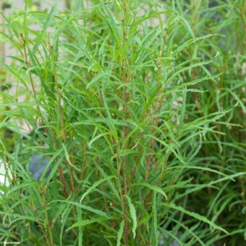 Rhamnus frangula Fine Line 'Ron Williams' - Frangola