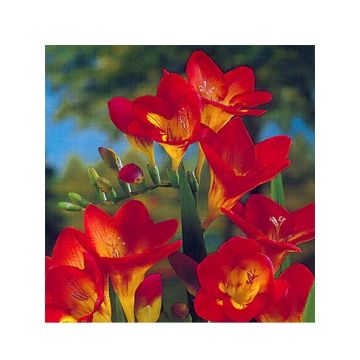 Freesia Simple Red