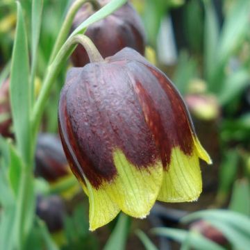 Fritillaria michailovskyi