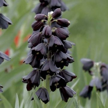 Fritillaria persica Adiyaman - Meleagride persiana