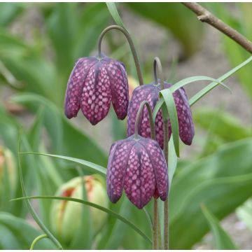 Fritillaria meleagris - Bossolo dei dadi