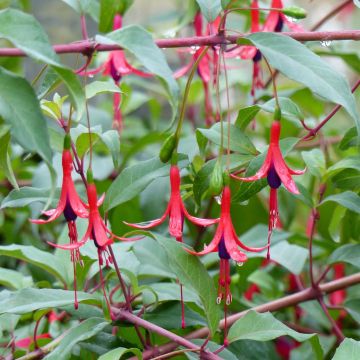 Fuchsia regia Reitzii - Fucsia