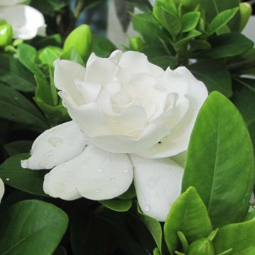 Gardenia Crown Jewel