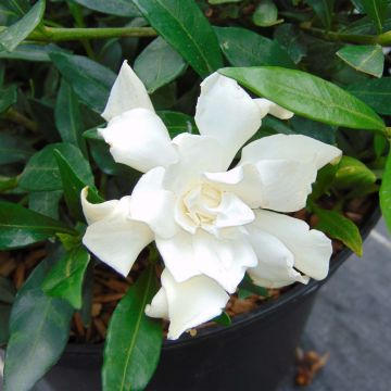 Gardenia Perfumed Petticoats