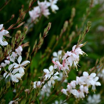 Gaura Summer Breeze