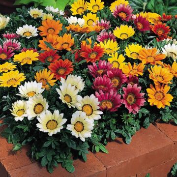 Gazania rigens Wonderwall mix - Gazania del Capo