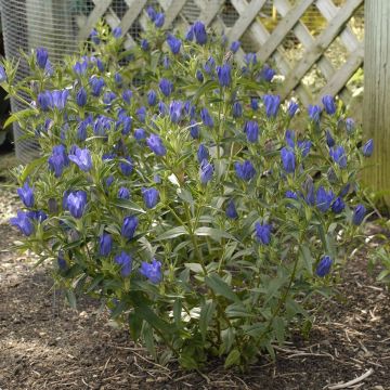 Gentiana True Blue - Genziana