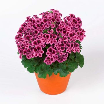 Pelargonium Angel Eyes Blueberry