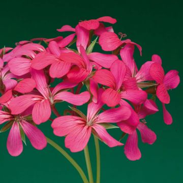 Pelargonium Rois des Balcons Noa