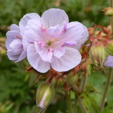 Geranium pratense Else Lacey - Geranio dei prati