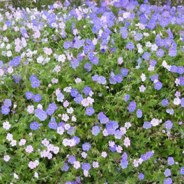 Collezione di 2 Gerani perenni sempre in fiore