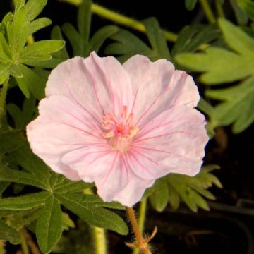 Geranium sanguineum var. striatum - Geranio sanguigno