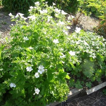 Geranium sylvaticum Album - Geranio silvano