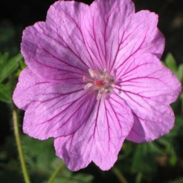 Geranium sanguineum Blushing Turtle - Geranio sanguigno