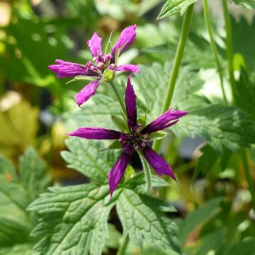 Geranium psilostemon Catherine Deneuve