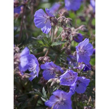 Geranium pratense New Dimensions - Geranio dei prati