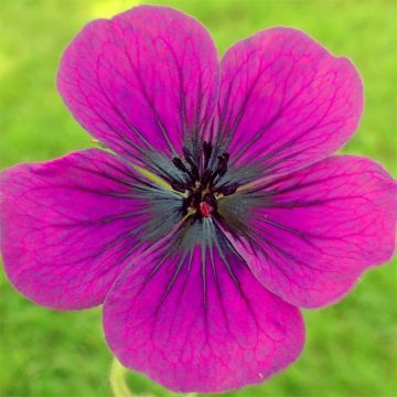 Geranium Dragon Heart