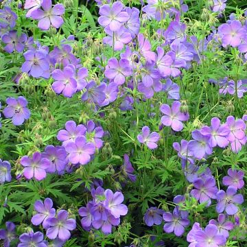 Geranium Johnson's Blue