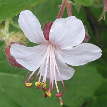 Geranium macrorrhizum Spessart