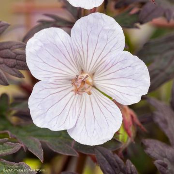 Geranium pratense Black n white Army - Geranio dei prati