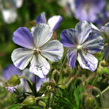 Geranium pratense Splish Splash - Geranio dei prati