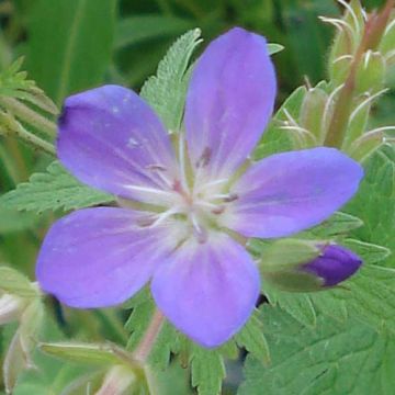 Geranium sylvaticum May Flower - Geranio silvano