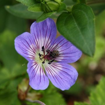 Geranium wallichianum Buxton's Variety