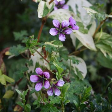 Geranium Salomé