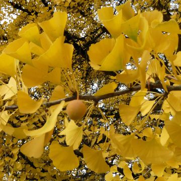 Ginkgo biloba