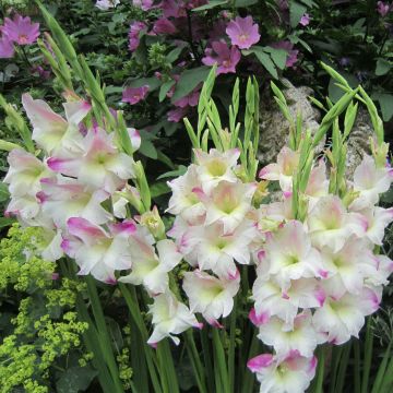 Gladiolus colvillei Frozen Sparks